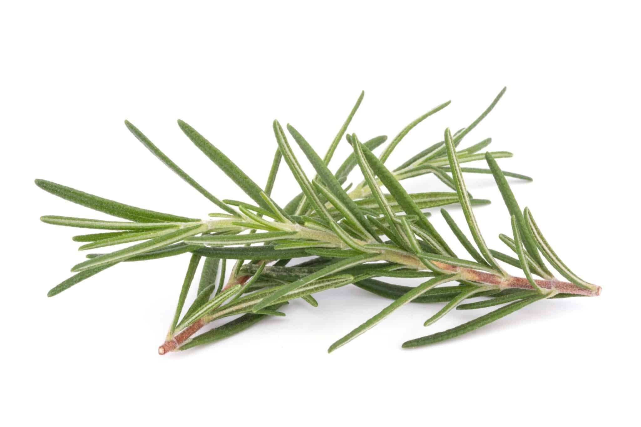 رزماری  خشک Rosmarinus officinalis